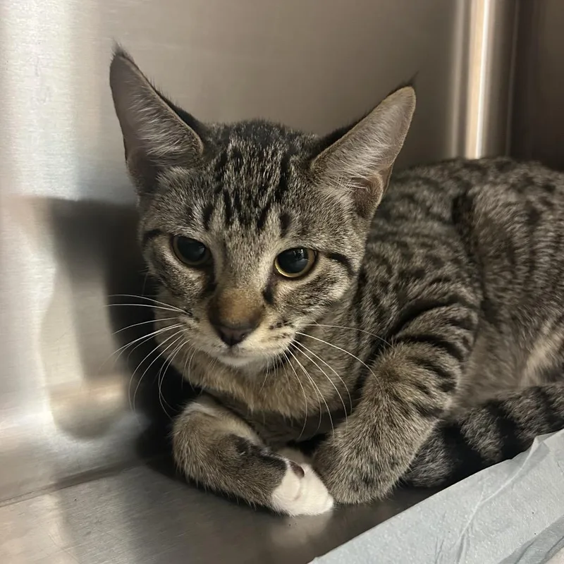 A baby small-sized female Brown / Chocolate Domestic Short Hair cat named Sushi for adoption in Jacksonville, FL