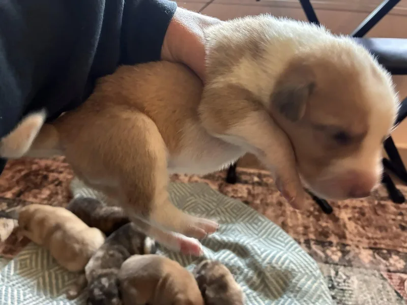 Cosmic Puppies Boys thumbnail 3