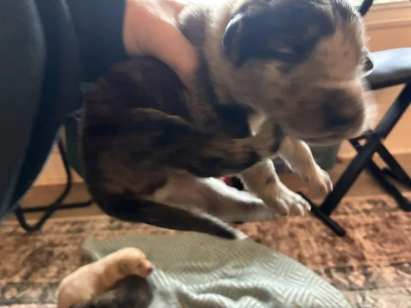 Cosmic Puppies Boys thumbnail 4