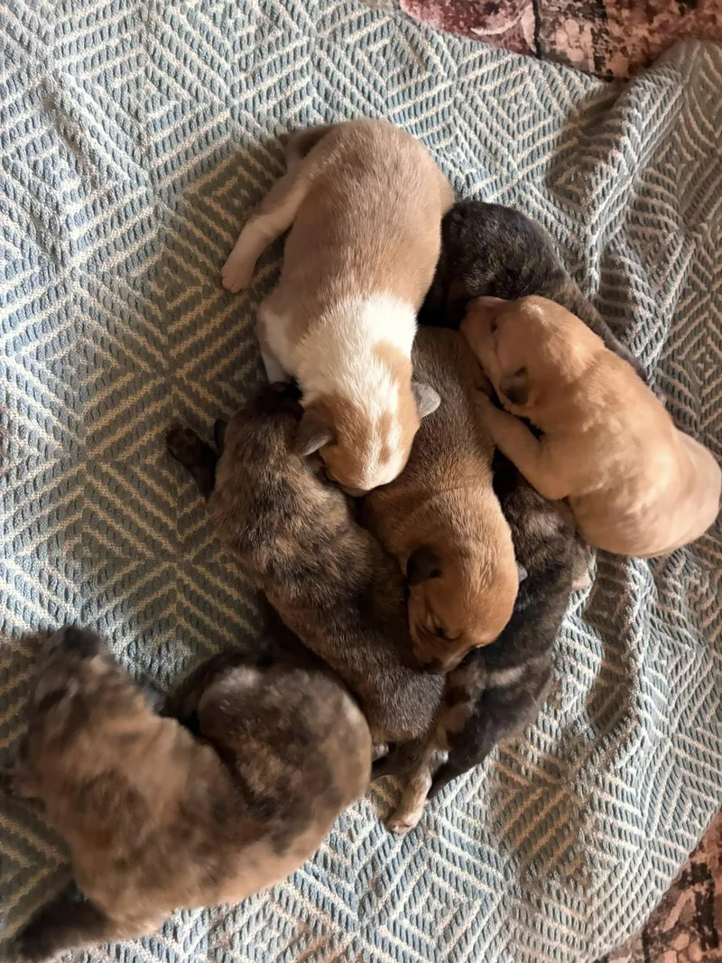 Cosmic Puppies Boys thumbnail 5