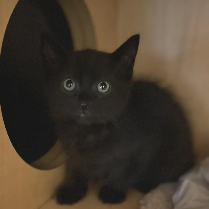 A baby small-sized male Black Domestic Short Hair cat named Captain for adoption in Washington Township, OH