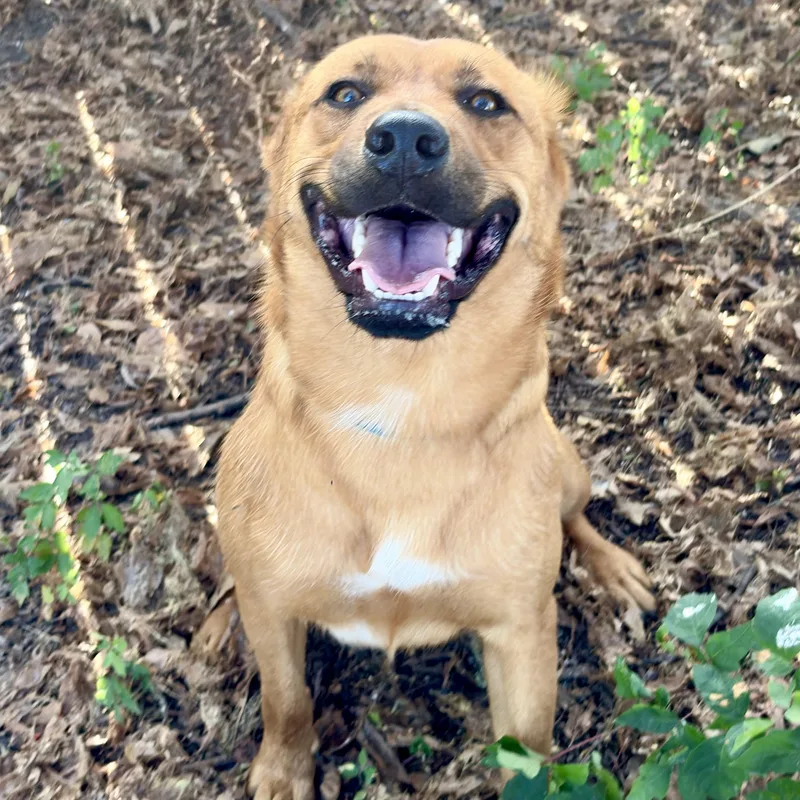 A young medium-sized male Yellow / Tan / Blond / Fawn Mixed Breed dog named Street for adoption in Justin, TX