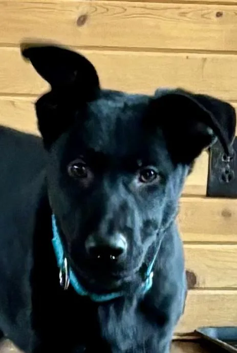 A baby medium-sized male Black German Shepherd Dog dog named Finn for adoption in CHURCHVILLE, NY