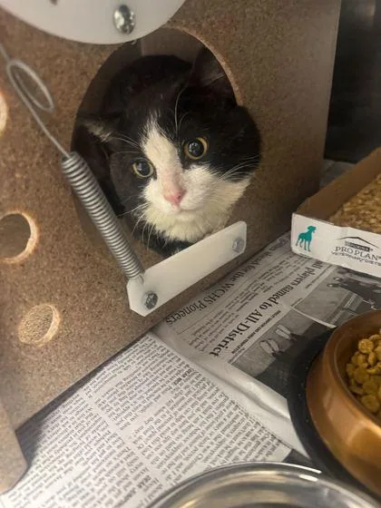 An adult large-sized male Domestic Short Hair cat named Morty for adoption in Sevierville, TN