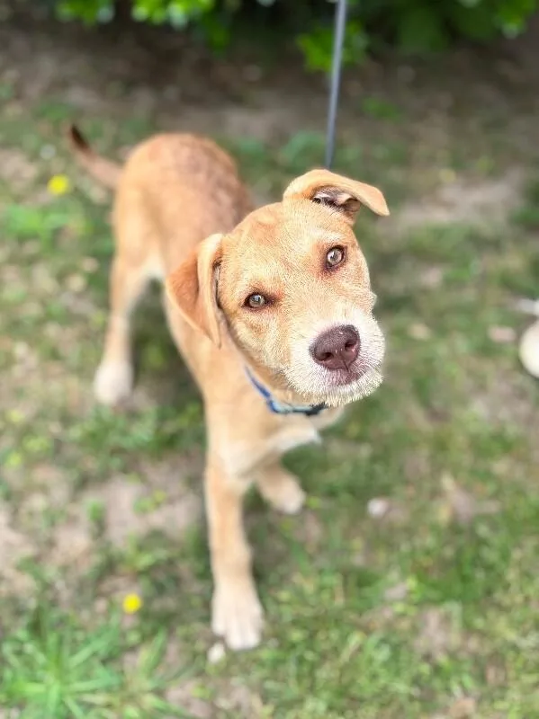 A baby medium-sized female Yellow / Tan / Blond / Fawn Wirehaired Terrier dog named Rose for adoption in Aiken, SC