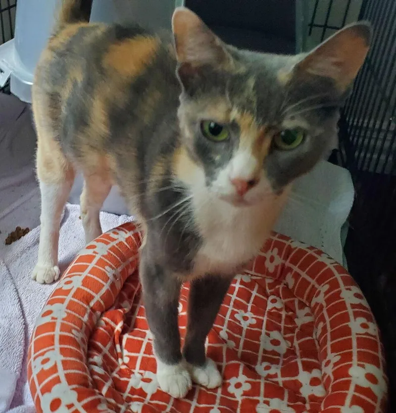An adult medium-sized female Domestic Short Hair cat named Persephone NC for adoption in Dallas, TX