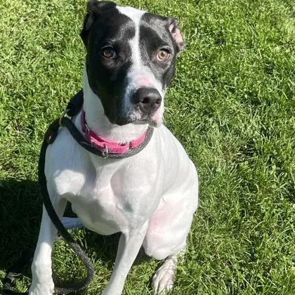 A young medium-sized female White / Cream Mixed Breed dog named Lola for adoption in Dubuque, IA