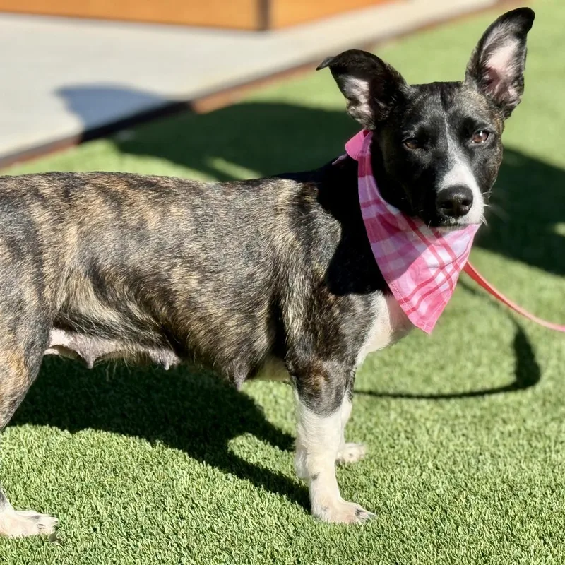 Truffles  A Prancing thumbnail 5