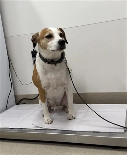 An adult medium-sized male Pit Bull Terrier dog named Ranger for adoption in Baytown, TX
