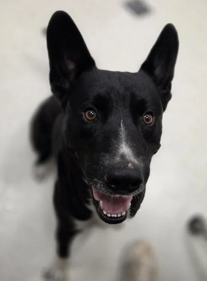 An adult large-sized male Shepherd dog named Alpha for adoption in Honolulu, HI