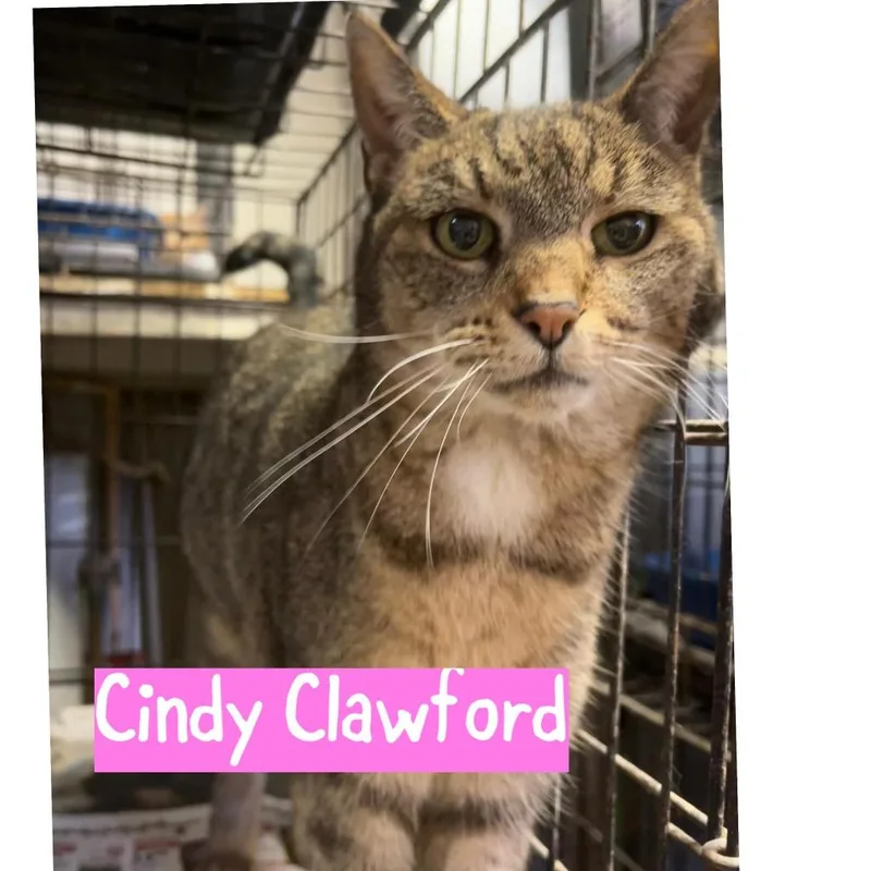 A young medium-sized female Domestic Short Hair cat named Cindy Clawford for adoption in Princeton, IN