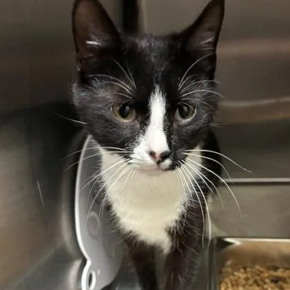 A young medium-sized female Domestic Short Hair cat named Lucy for adoption in Horn Lake, MS
