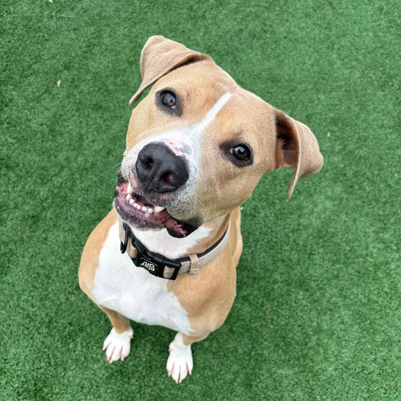 An adult large-sized male Brown / Chocolate Pit Bull Terrier dog named Goldie for adoption in Brockton, MA