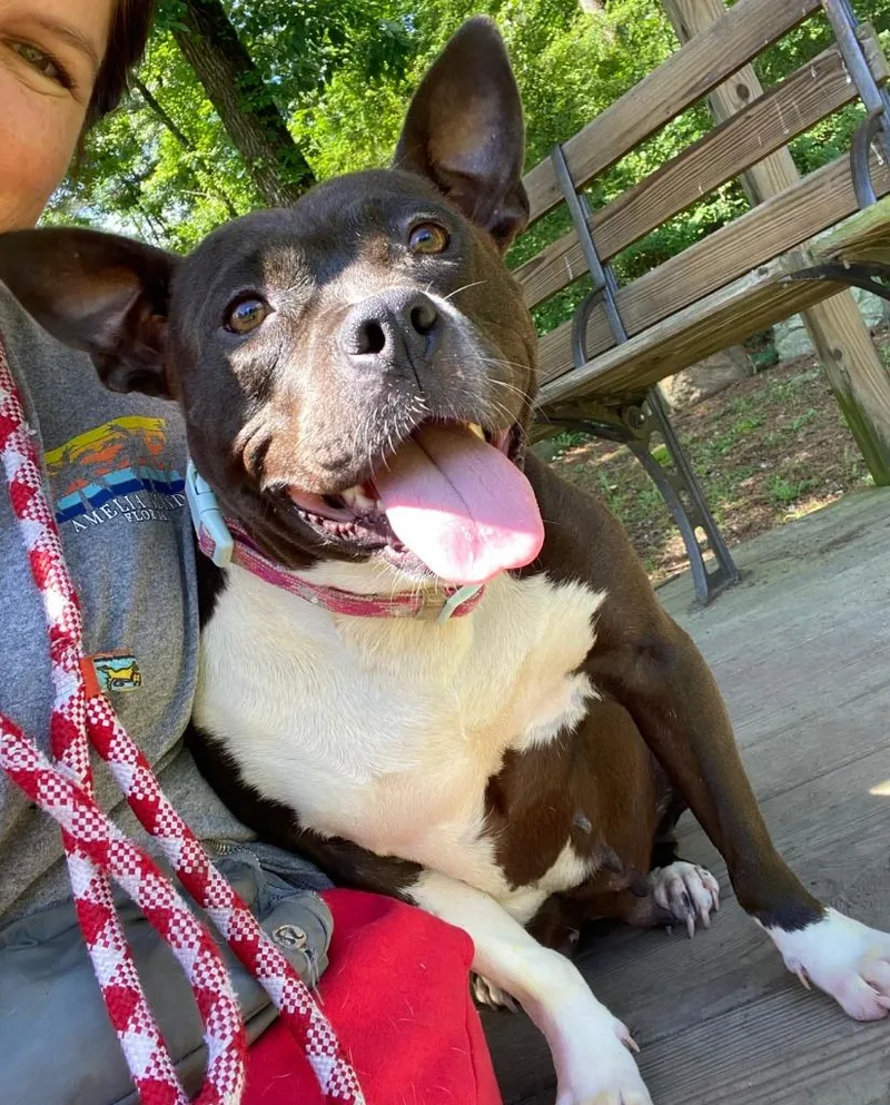 An adult large-sized female Pit Bull Terrier dog named Prettiest Happiest for adoption in Little Rock, AR