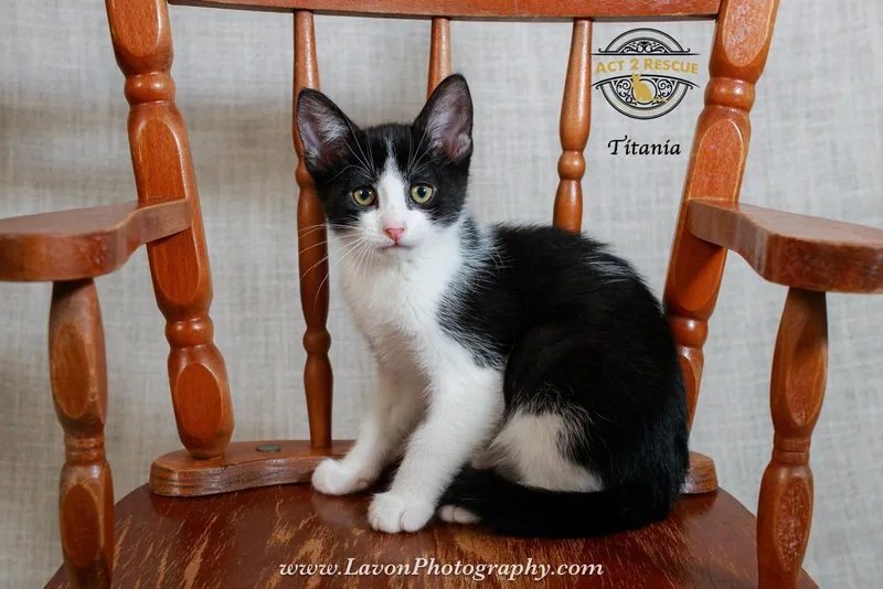 A young medium-sized female Black & White / Tuxedo Domestic Short Hair cat named Titania for adoption in Riverside, CA