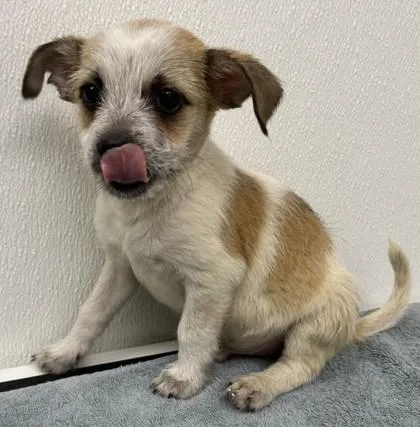 A young small-sized male Chihuahua dog named Rocket for adoption in Phoenix, AZ