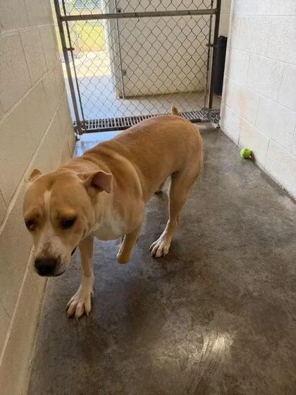 A young medium-sized female Labrador Retriever dog named Dolly for adoption in Paducah, KY