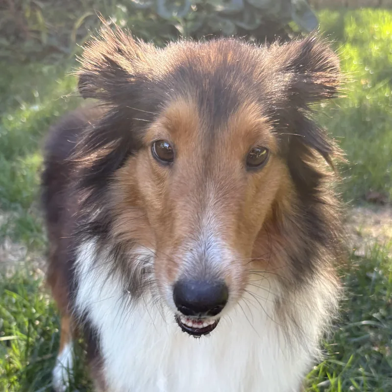 An adult medium-sized female Sable Shetland Sheepdog / Sheltie dog named Gracie for adoption in Rock Hill, SC