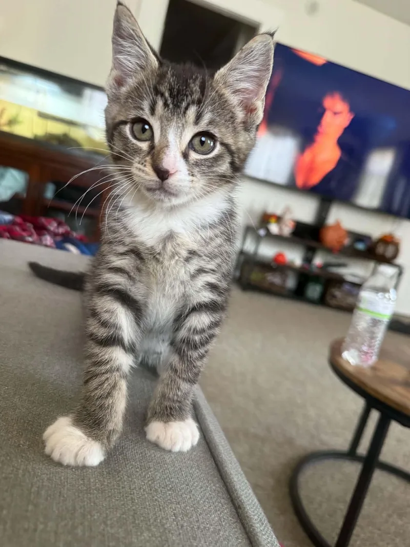 A baby medium-sized female Domestic Short Hair cat named Alex for adoption in Westfield, MA