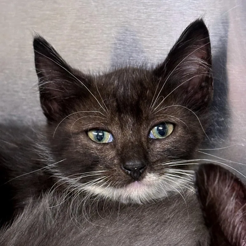 A baby small-sized male Black Domestic Short Hair cat named Morocco for adoption in Newark, NJ