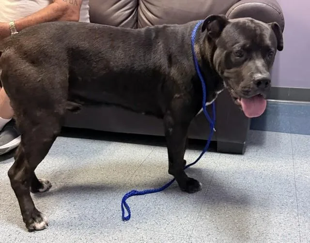 A young large-sized male Pit Bull Terrier dog named Otto for adoption in Miami, FL