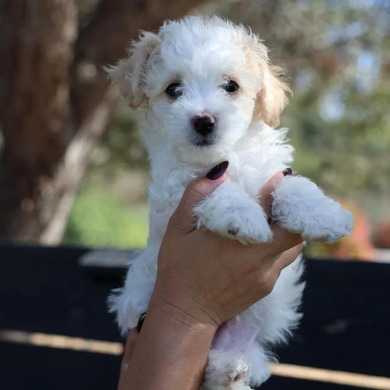 A baby small-sized male White / Cream Miniature Poodle dog named Stefan for adoption in San Diego, CA