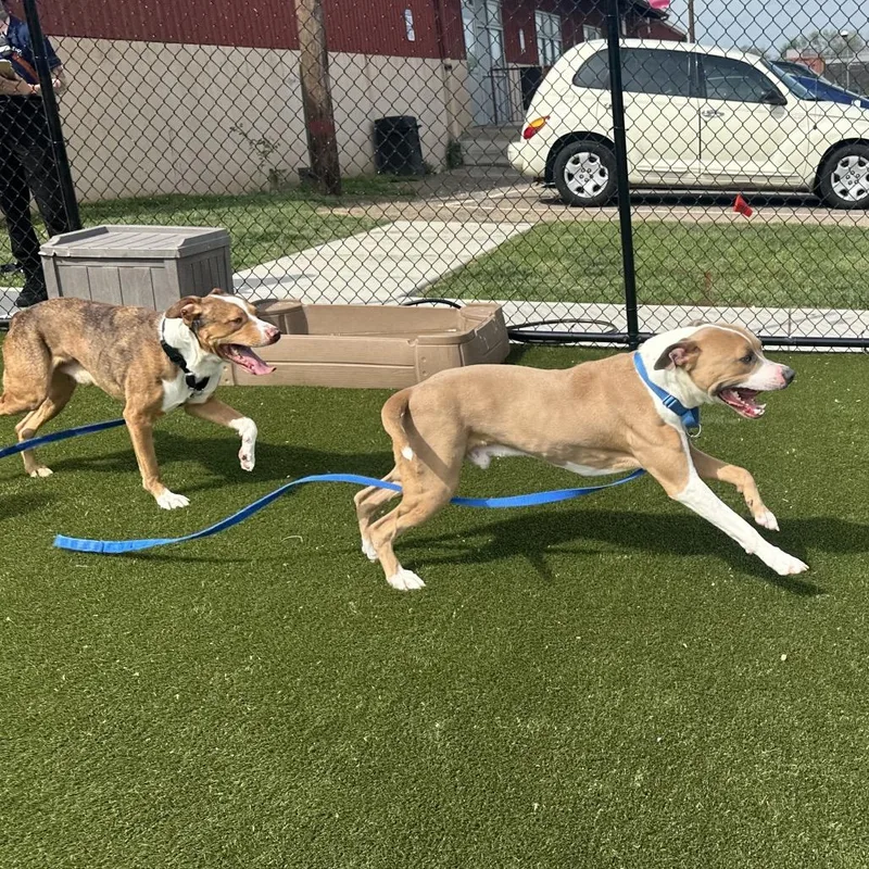 An adult large-sized male Brown / Chocolate Pit Bull Terrier dog named Leo for adoption in Philadelphia, PA