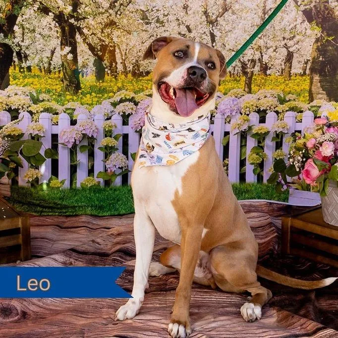 Leo thumbnail 6