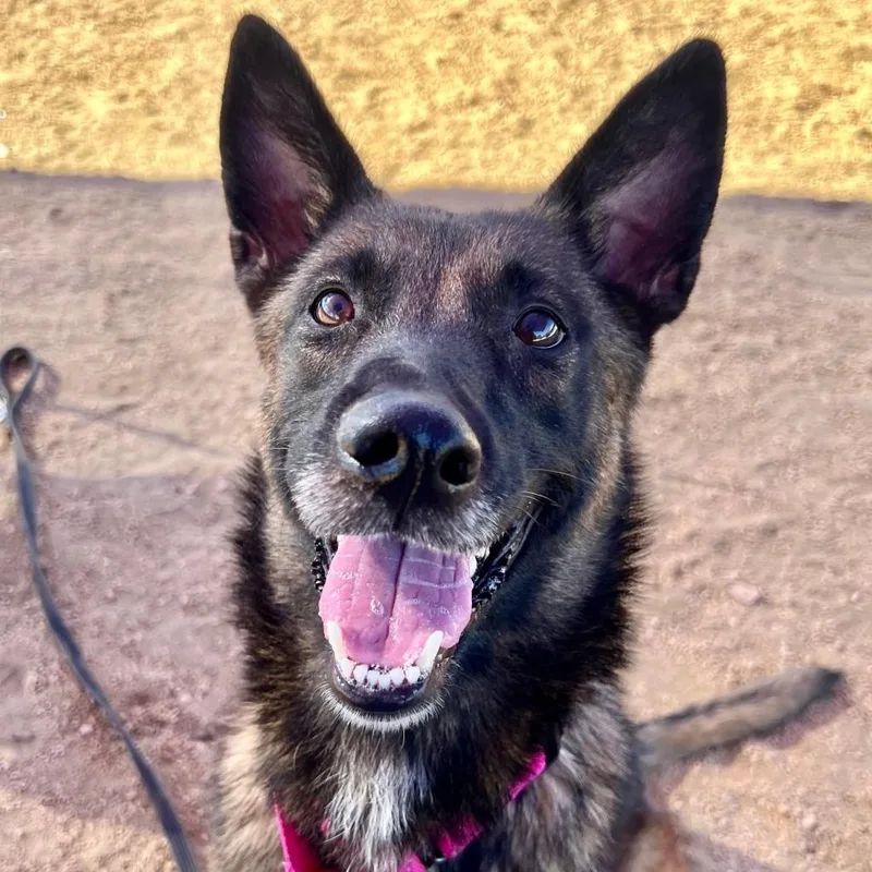 An adult large-sized female Bicolor Mixed Breed dog named Ayla for adoption in Georgetown, TX