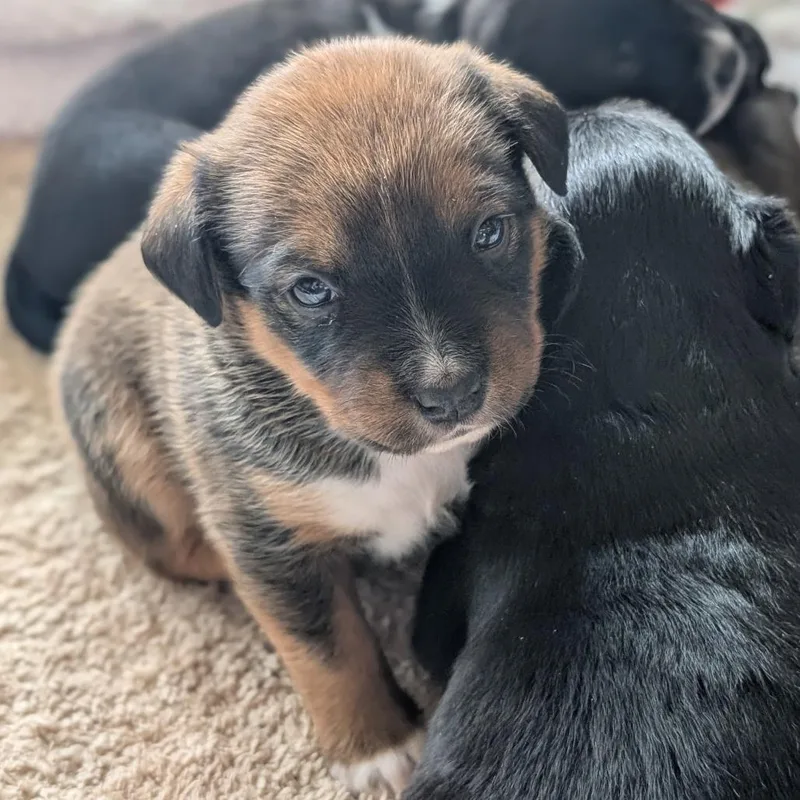 A baby small-sized female Brown / Chocolate Mixed Breed dog named Squirrel for adoption in Asheville, NC