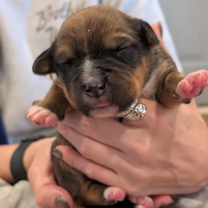 Squirrel thumbnail 2