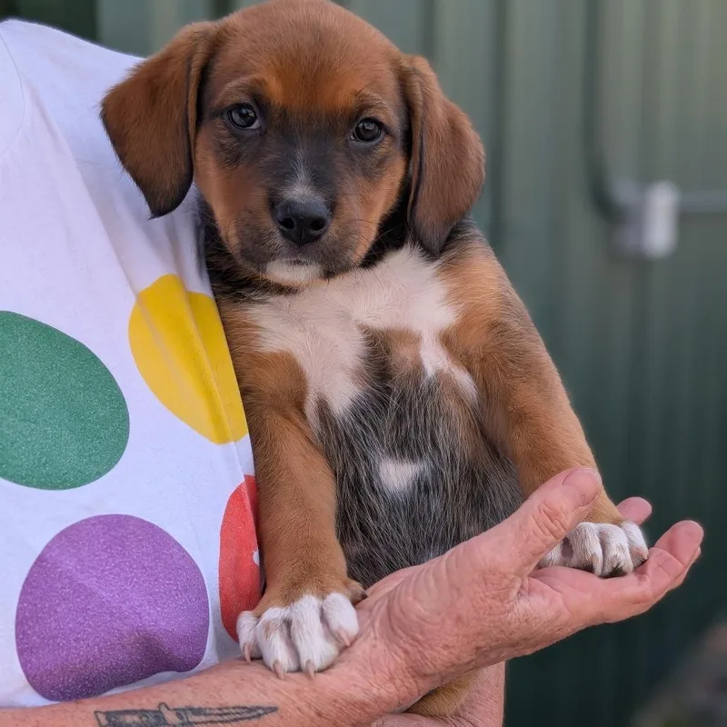 Squirrel thumbnail 3