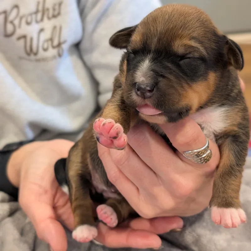 Squirrel thumbnail 4