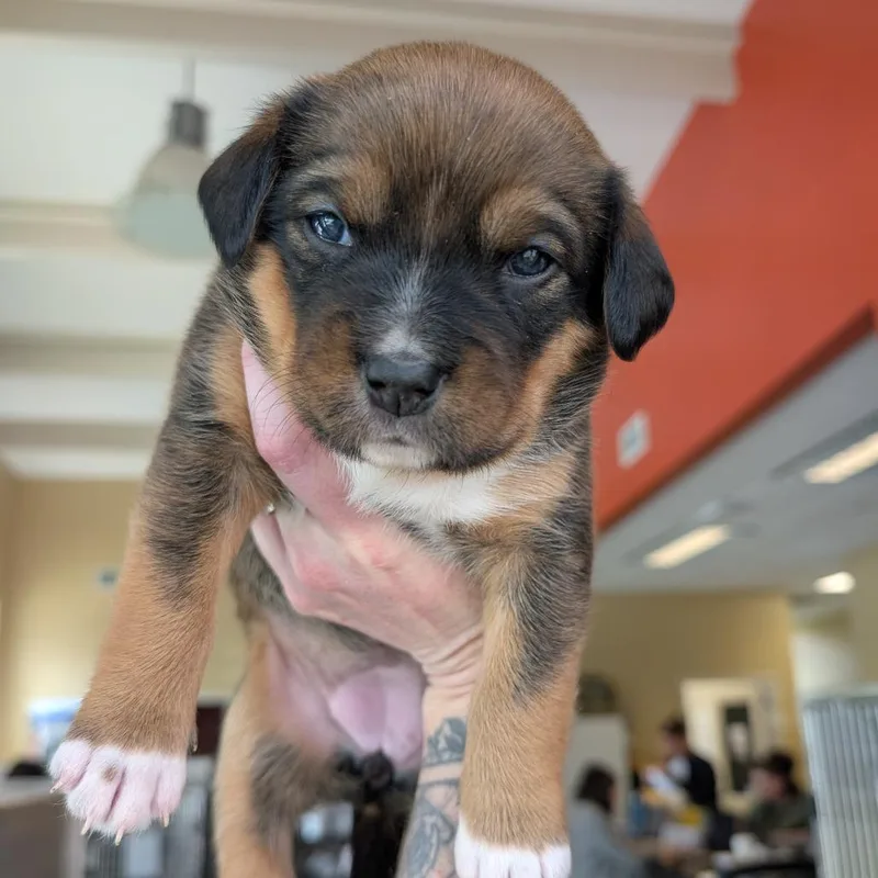 Squirrel thumbnail 6