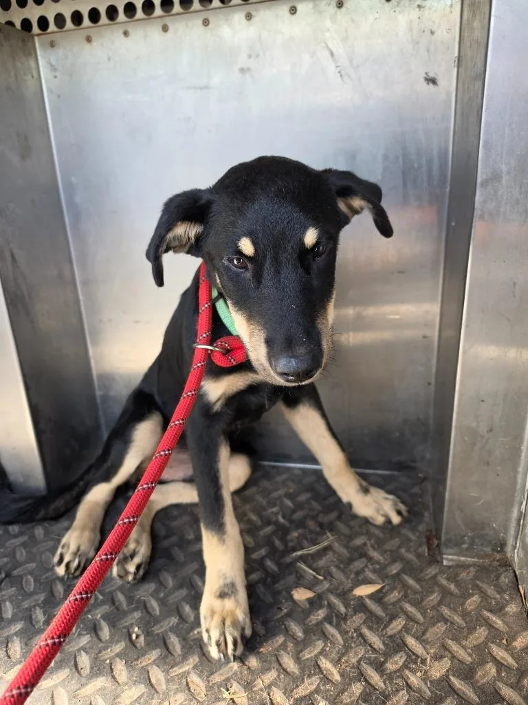 A baby medium-sized male Shepherd dog named Maximus for adoption in Rockport, TX