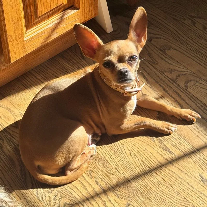 An adult small-sized female Yellow / Tan / Blond / Fawn Chihuahua dog named Carol for adoption in Alma, WI