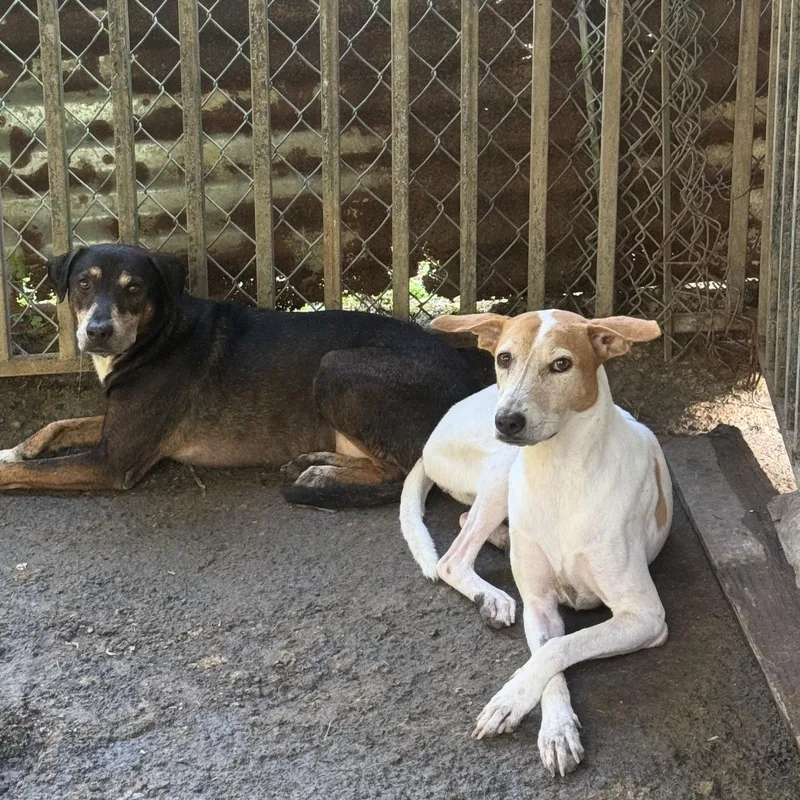 An adult medium-sized male Brown / Chocolate Mixed Breed dog named Ecko for adoption in Bayamon, PR