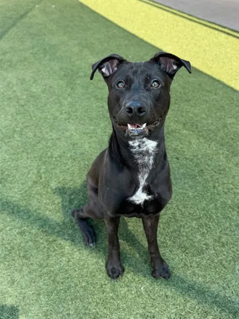 A young large-sized male Mixed Breed dog named Bryce for adoption in Dallas, TX