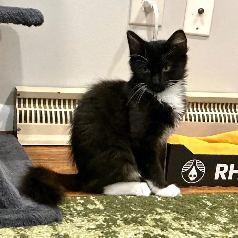 A baby small-sized female Black Domestic Long Hair cat named Madame Leota for adoption in Cincinnati, OH