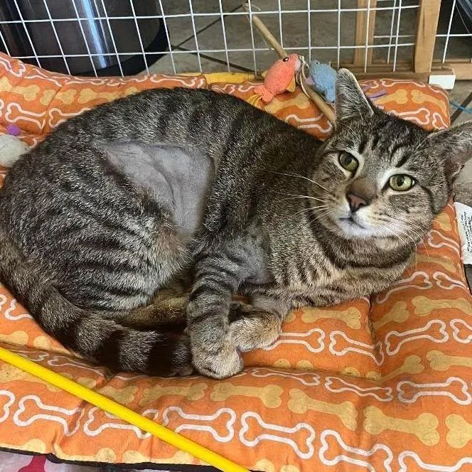 An adult small-sized male Brown / Chocolate Domestic Short Hair cat named Saber for adoption in Yucca Valley, CA