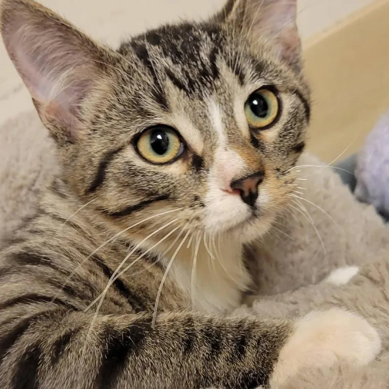 A baby small-sized female Brown / Chocolate Domestic Short Hair cat named Mrs. White for adoption in Milan, IL