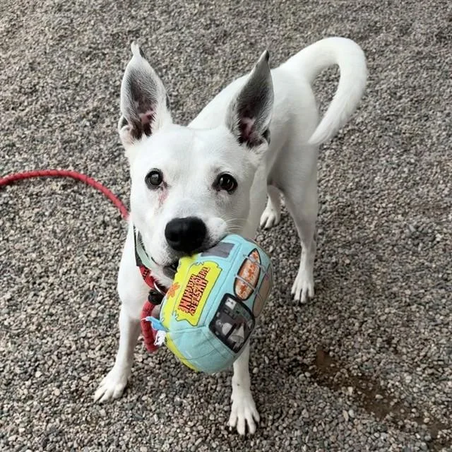 An adult large-sized female Australian Cattle Dog / Blue Heeler dog named Ruth for adoption in Mesa, AZ