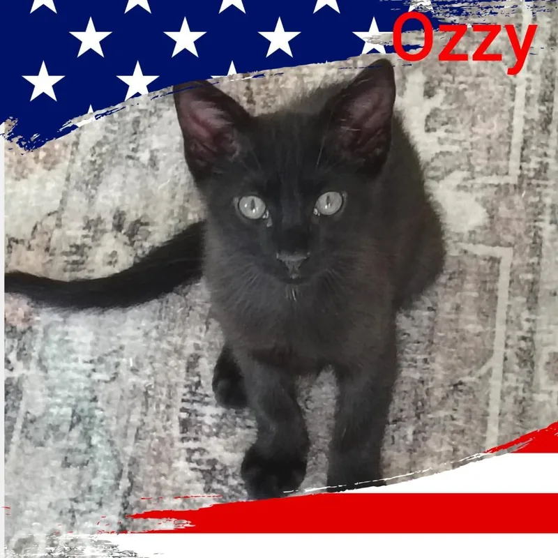 A baby medium-sized male Black Domestic Short Hair cat named Ozzy for adoption in Terrell, TX