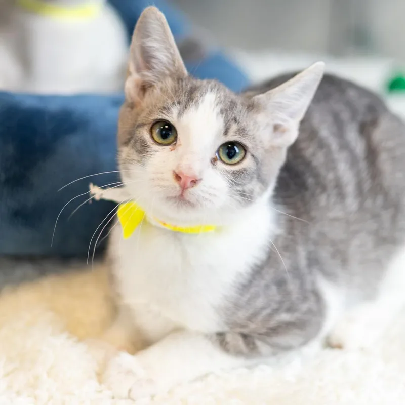 A baby small-sized male Gray / Blue / Silver Domestic Short Hair cat named Astro for adoption in Wilmington, DE