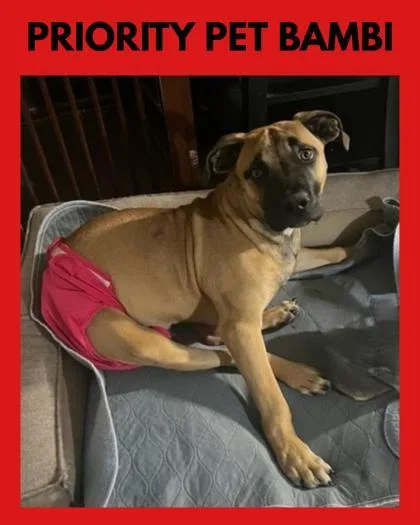 A baby large-sized female Boxer dog named Bambi  `a Priority for adoption in Columbia, SC
