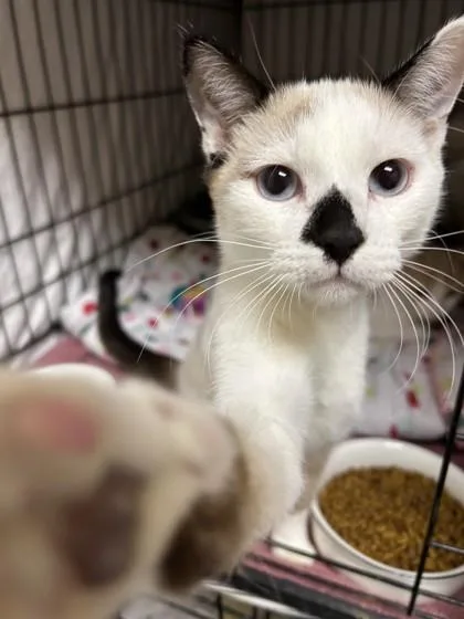 An adult small-sized male Siamese cat named Flop for adoption in Phoenix, AZ