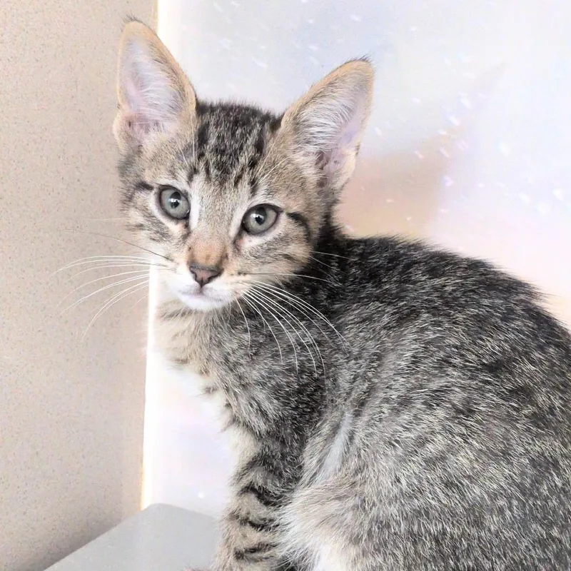 A baby small-sized male Brown / Chocolate Domestic Short Hair cat named Diego for adoption in Reno, NV