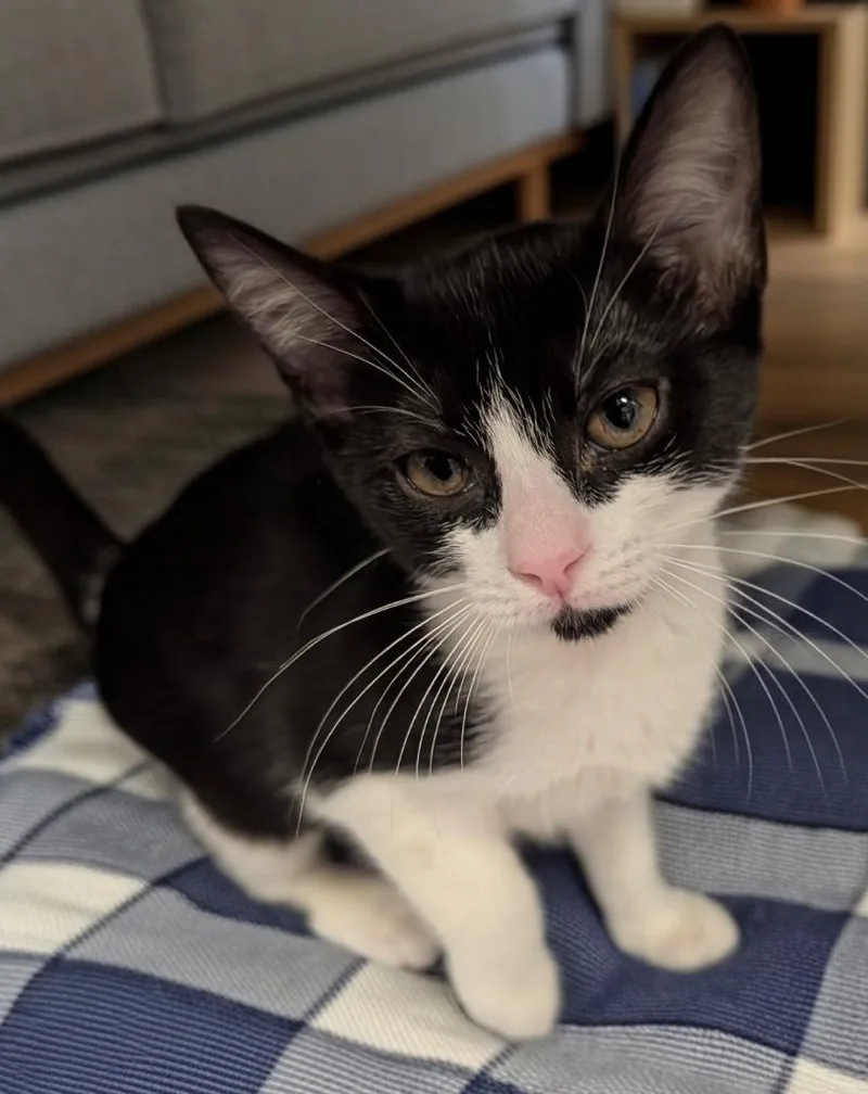 A baby small-sized female Domestic Short Hair cat named Pawla for adoption in Fort Myers, FL