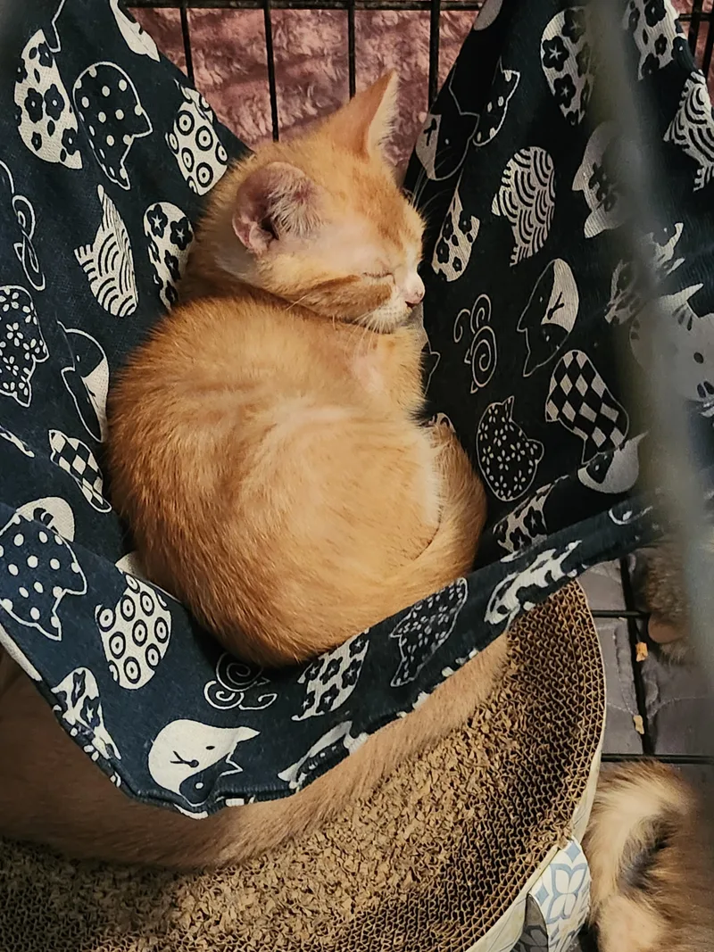 A young small-sized male Orange & White Domestic Short Hair cat named Blaze for adoption in Folkston, GA