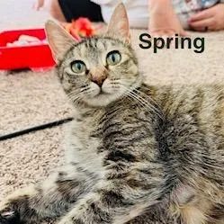 A young medium-sized female Domestic Short Hair cat named Spring for adoption in Cumming, GA